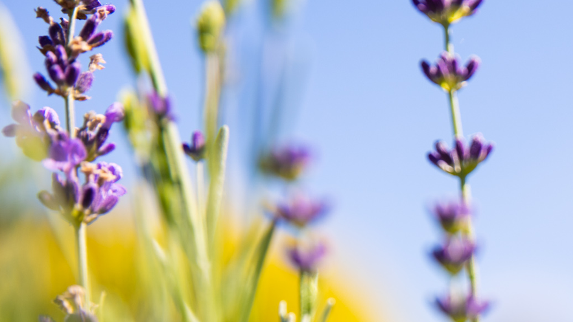 Aromatherapy and Self-Care - Jurlique US
