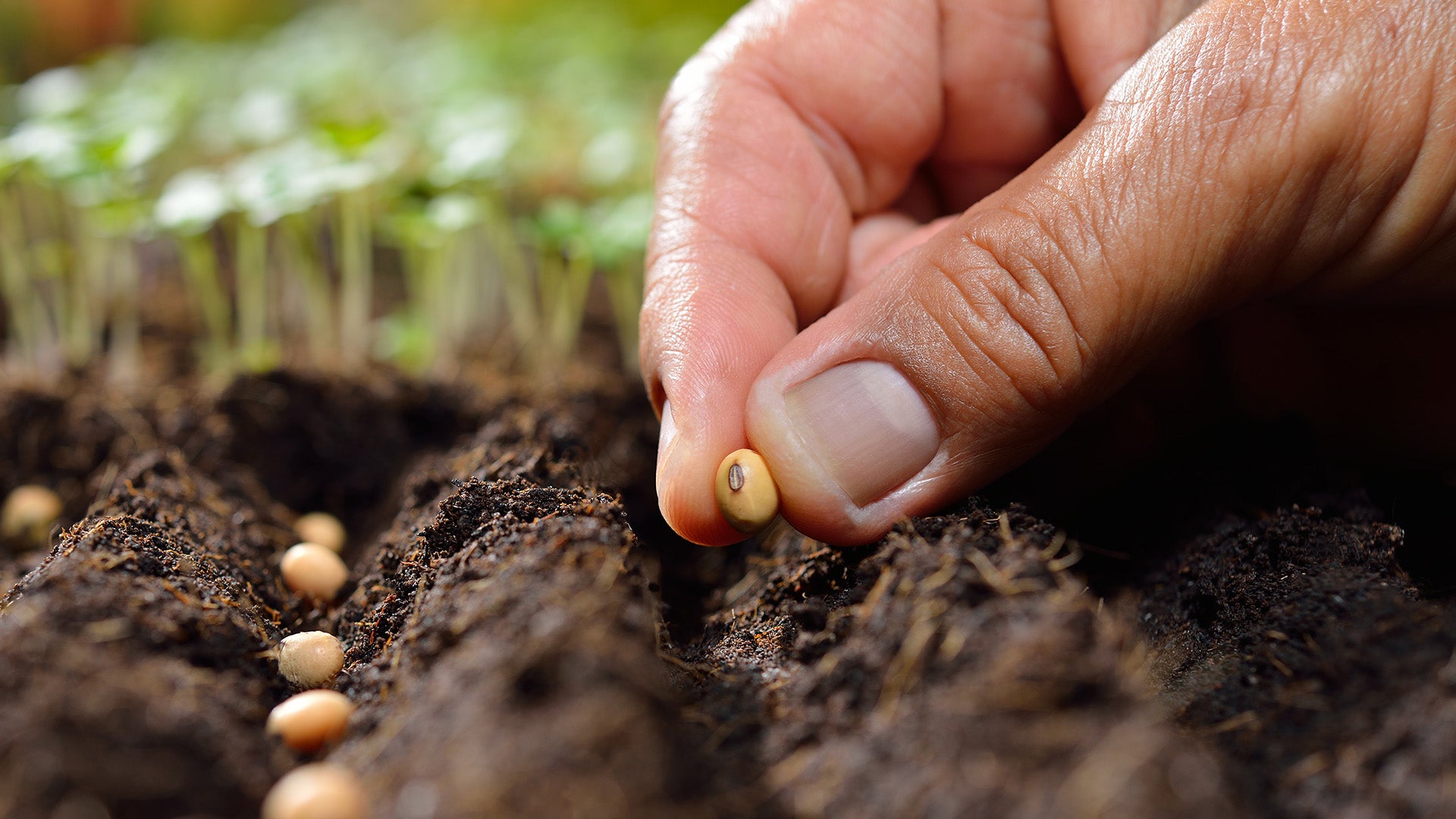 The seed to skin story of our most-loved products - Jurlique US