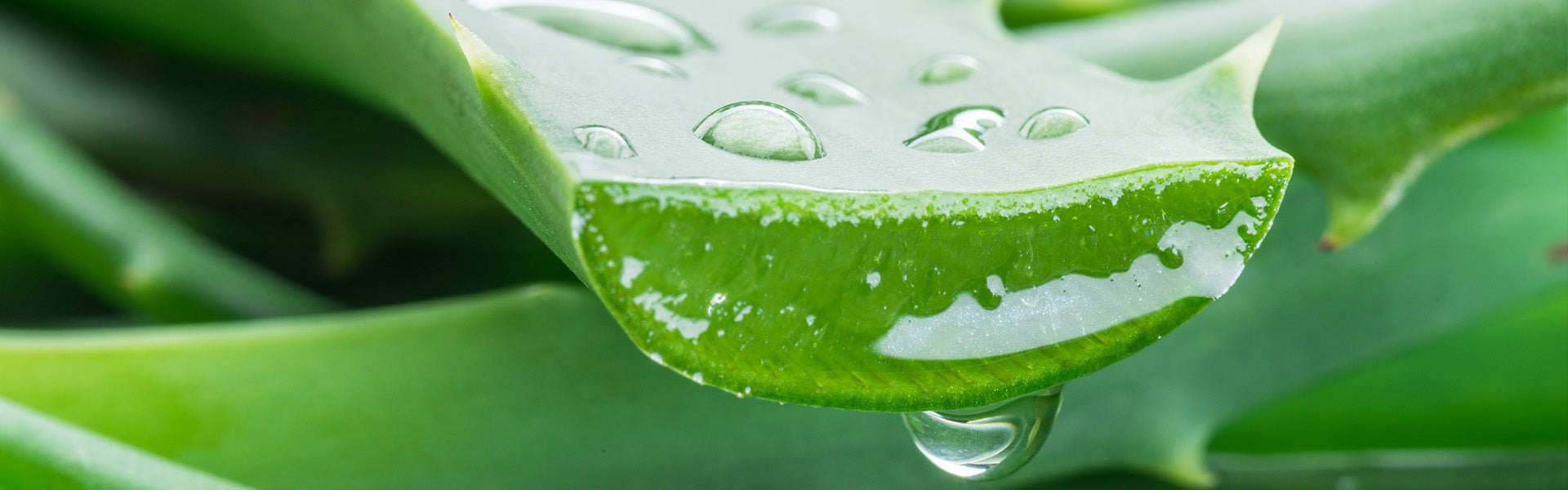The benefits of using skincare favorite, Aloe Vera