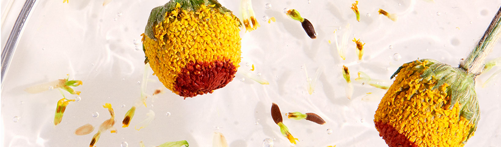 BOOST COLLAGEN WITH PLANT EXTRACTS - Jurlique US