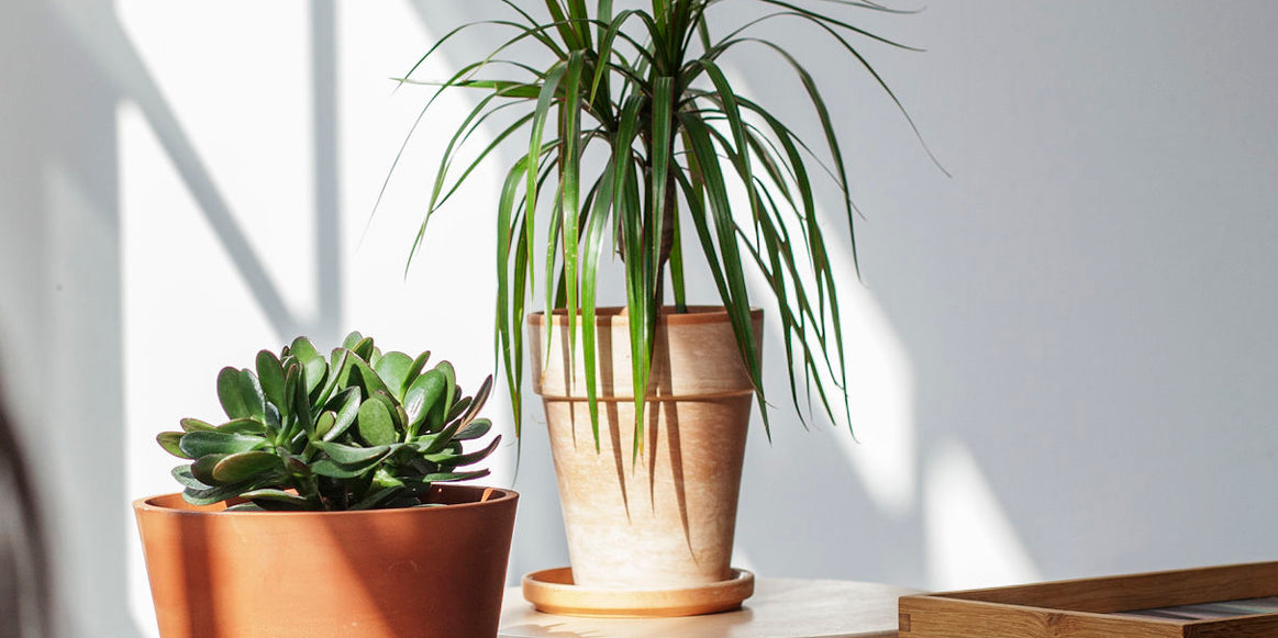 THE POWER OF PLANTS - Jurlique US