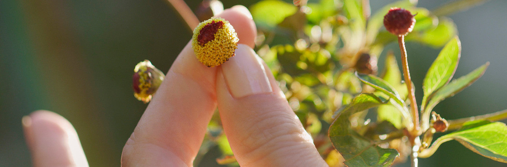 SPILANTHES: OUR SECRET TO NATURAL ANTI-AGEING - Jurlique US