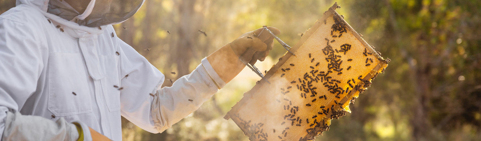 THE ROLE OF BEES ON OUR FARM, AND WHY THEY MATTER - Jurlique US