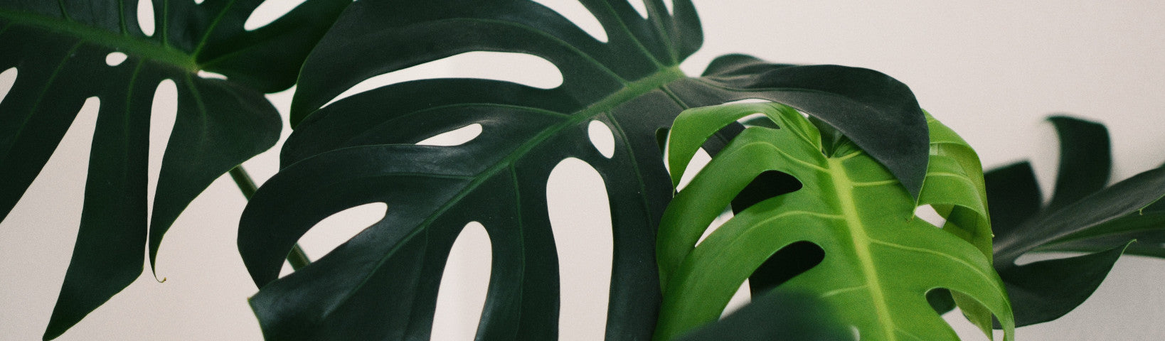 PLANT POWER - Jurlique US