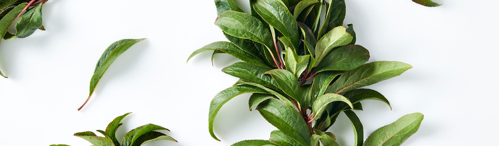 THE 4 BENEFITS OF PEACH LEAF EXTRACT FOR SKIN - Jurlique US