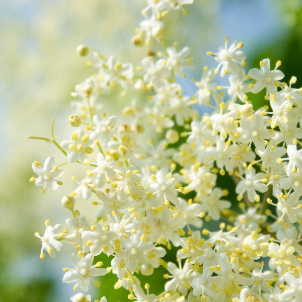 BLACK ELDER FLOWER
