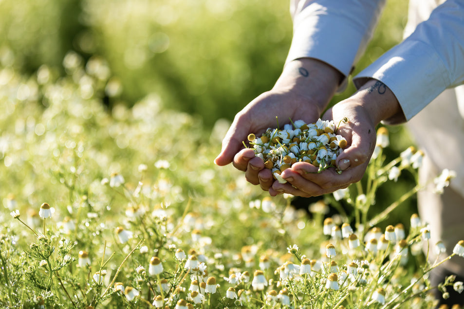 Chamomile