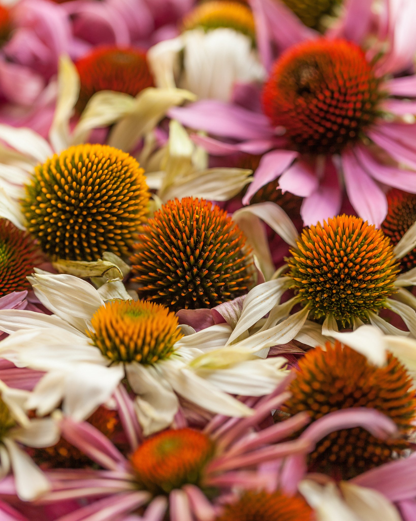 ECHINACEA