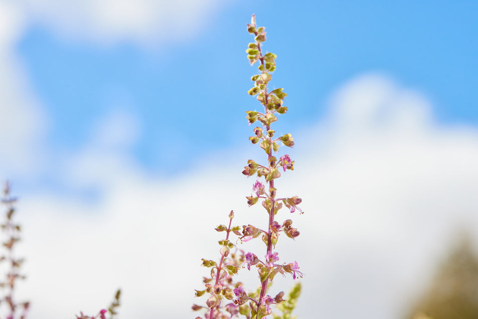 HOLY BASIL