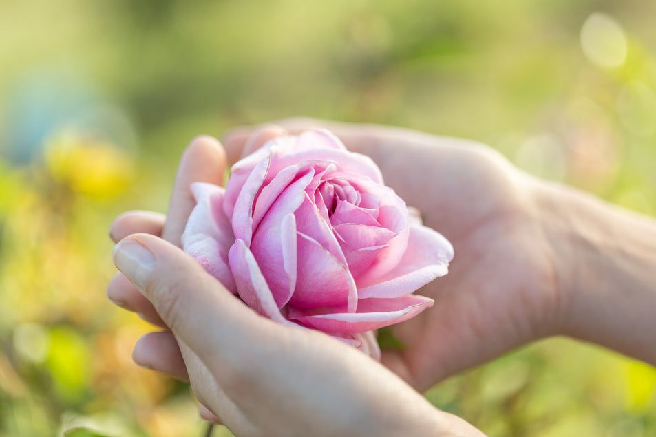 Jurlique Rose