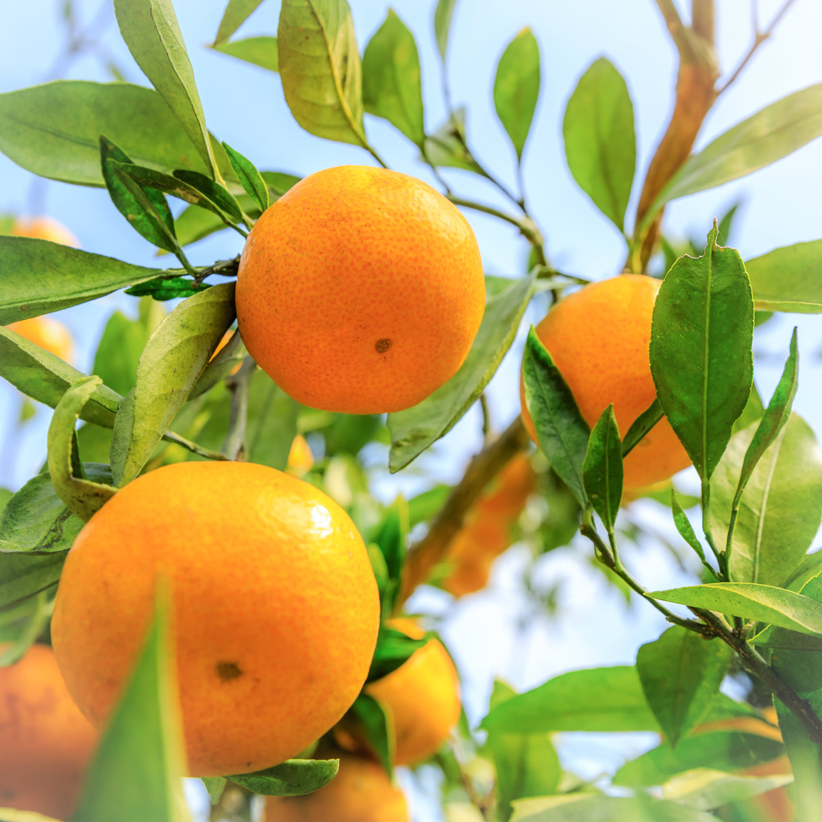 Orange Pure Essential Oil