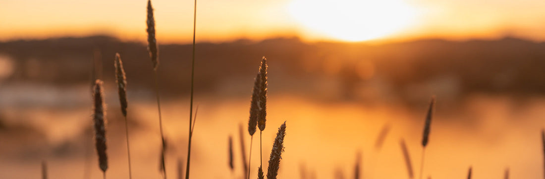 JURLIQUE STANDS WITH WWF TO SUPPORT THE PLANET - Jurlique US