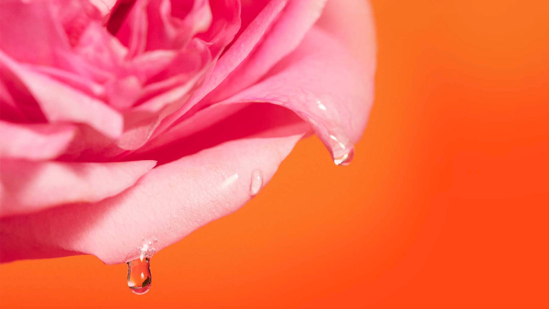 Celebrating 40 Years of Rose Expertise