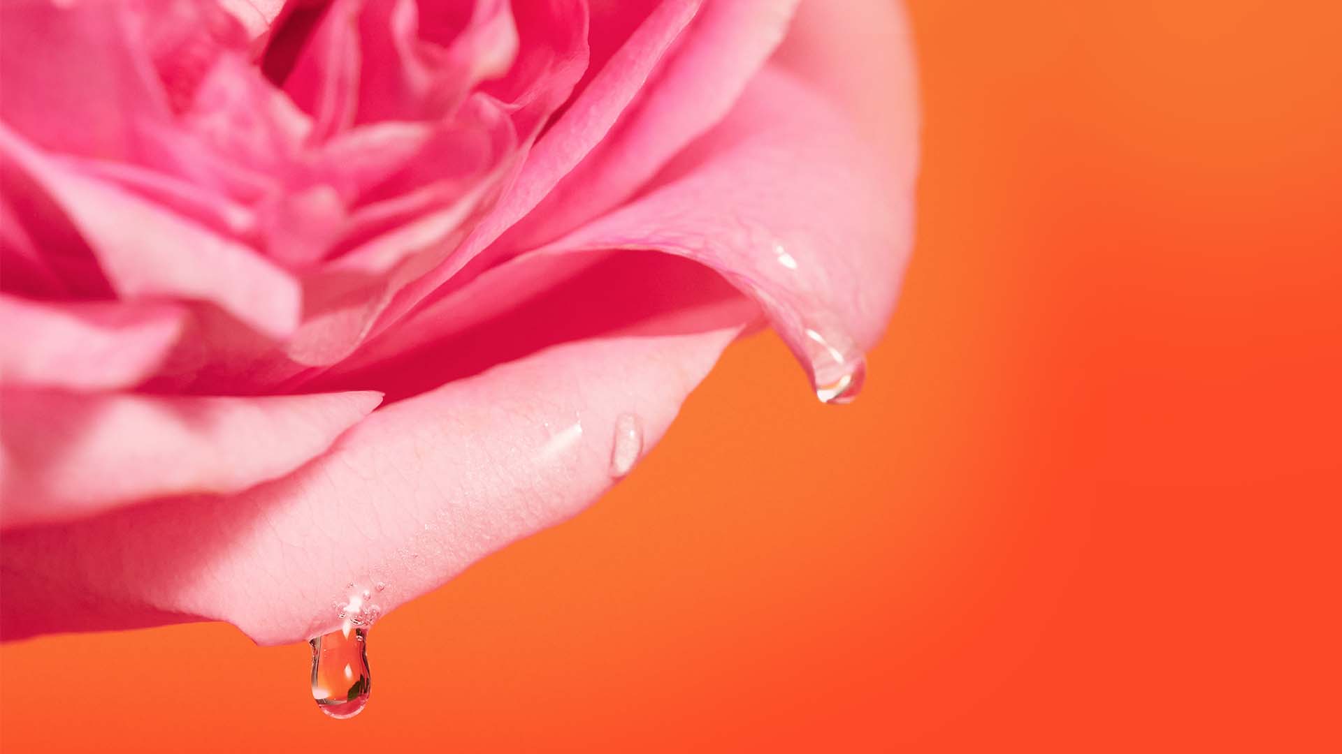 Celebrating 40 Years of Rose Expertise