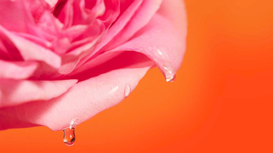 Celebrating 40 Years of Rose Expertise