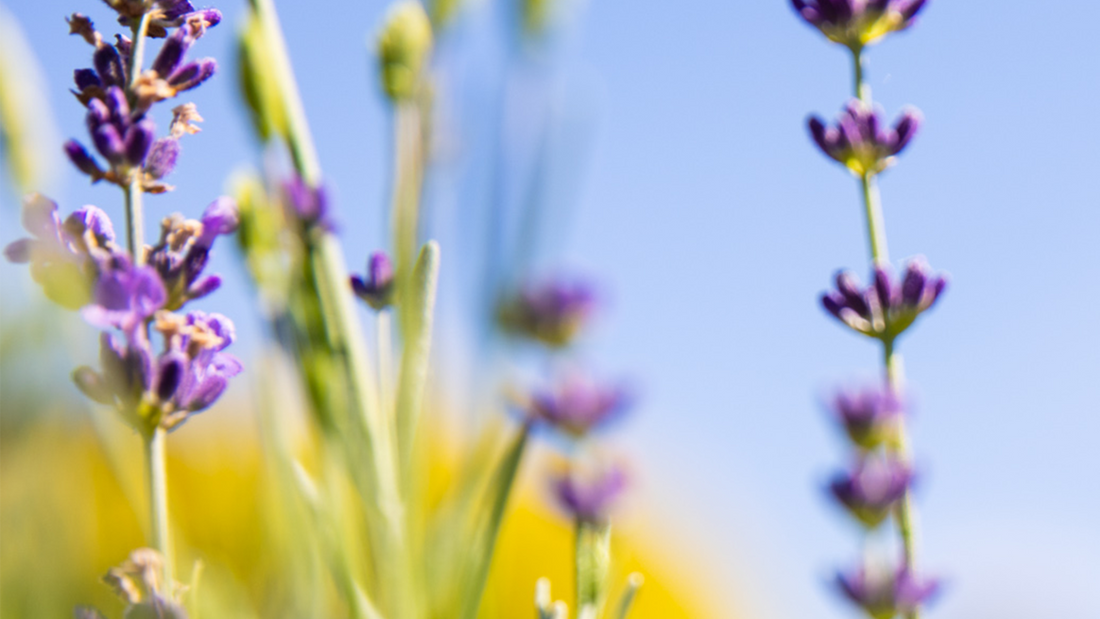 Aromatherapy and Self-Care - Jurlique US
