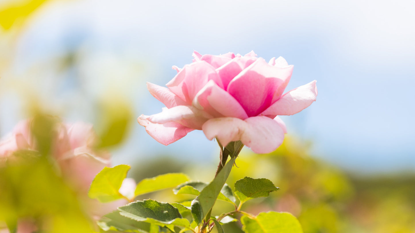 Your natural glow with our Rare Rose Range - Jurlique US