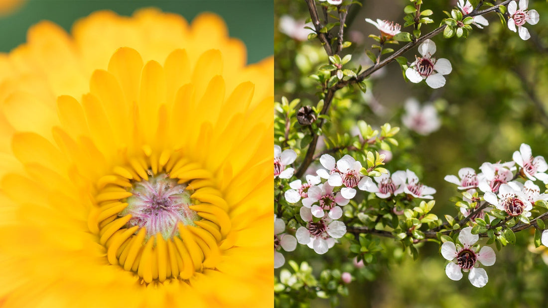 Our Farm-Grown Favourites for Sensitive Skin