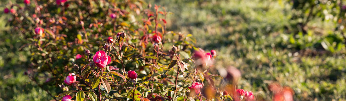 THE JOURNEY OF OUR PRECIOUS ROSA GALLICA FLOWERS - Jurlique US