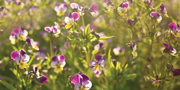 CREATED TO NURTURE THOSE WHO NURTURE OUR EARTH - Jurlique US