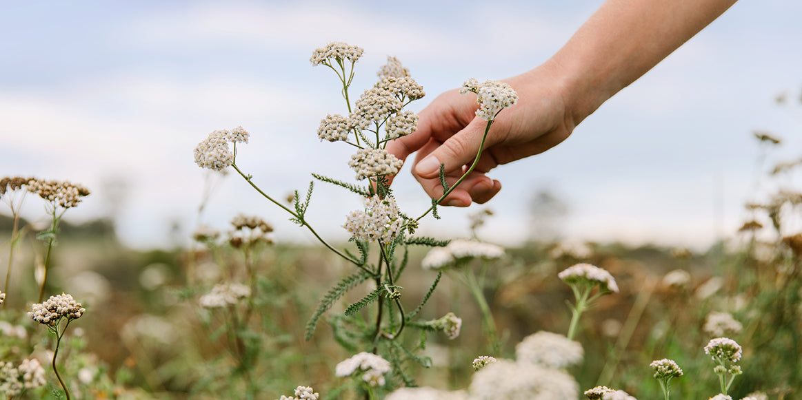 JOURNEY TO THE JAR: THE STORY OF OUR YARROW - Jurlique US