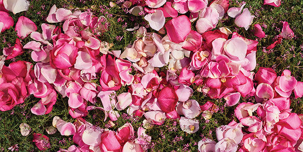 STOP. SMELL THE ROSES. - Jurlique US