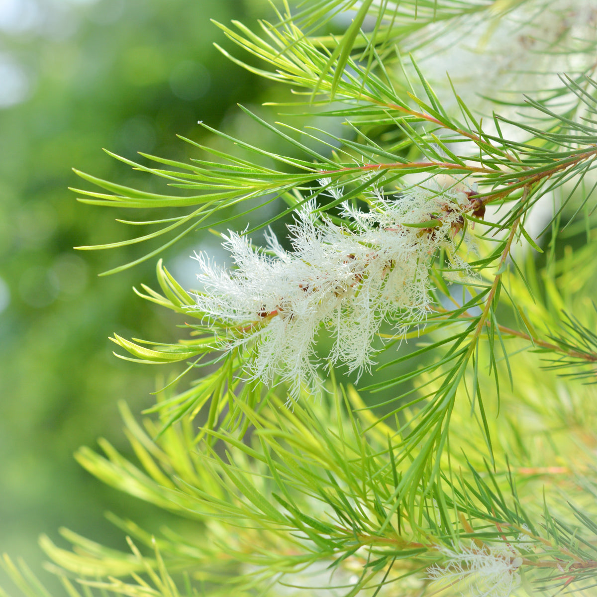 Tea Tree Pure Essential Oil 4