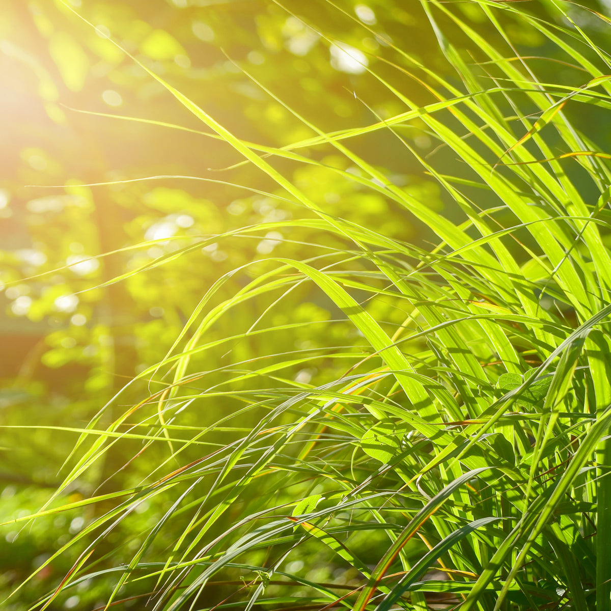 Jurlique Farm Grown Lemongrass Plant