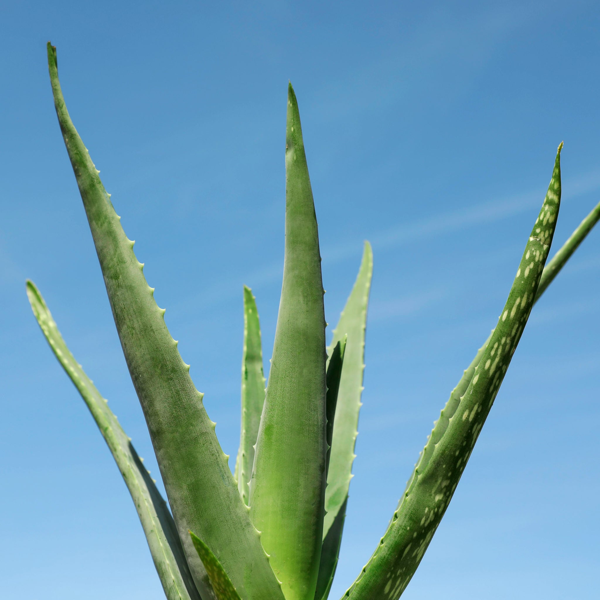 Aloe Vera Hydrating Mist