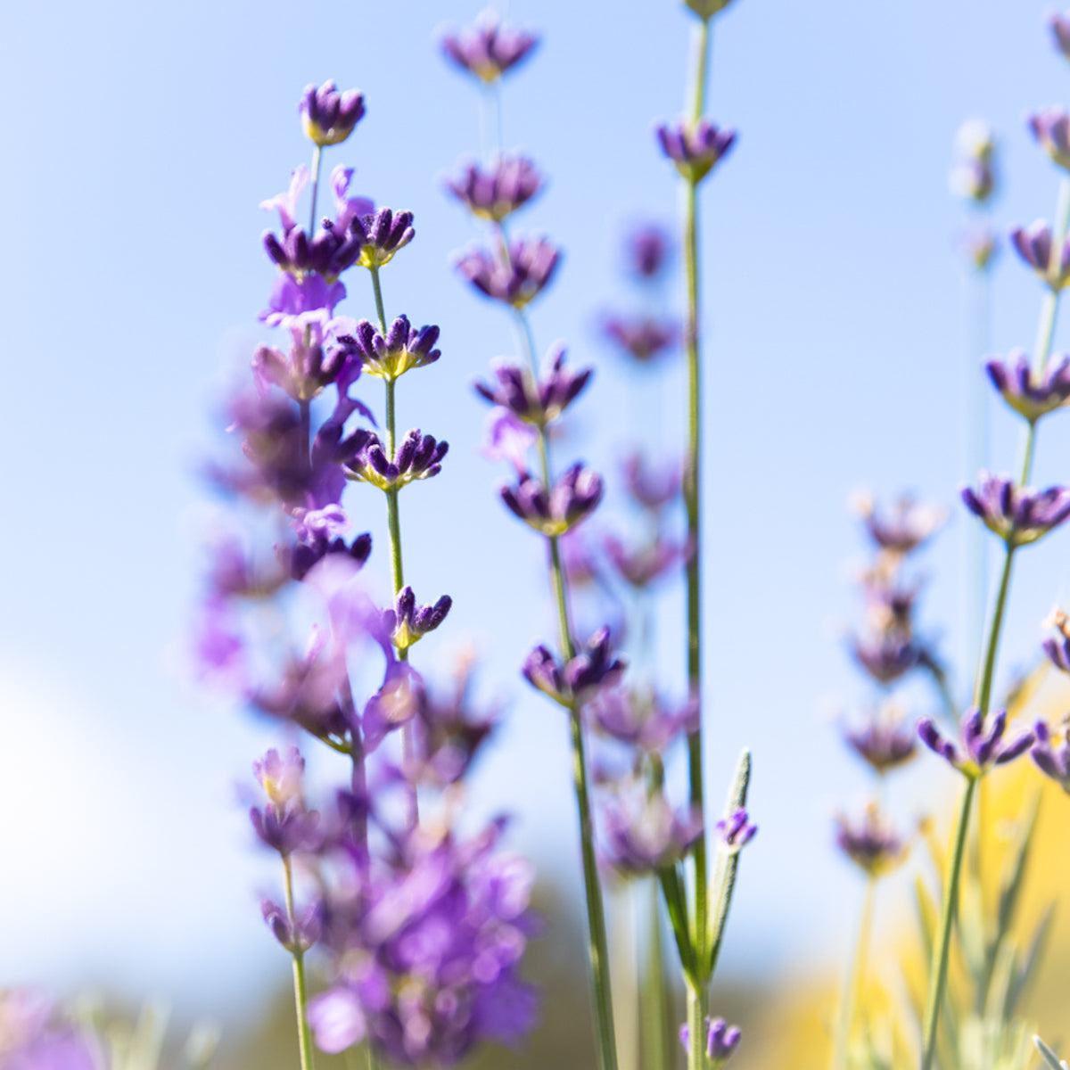 Lavender Pure Essential Oil 4