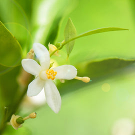 Neroli Pure Essential Oil Diluted