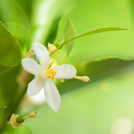 Neroli Pure Essential Oil Diluted