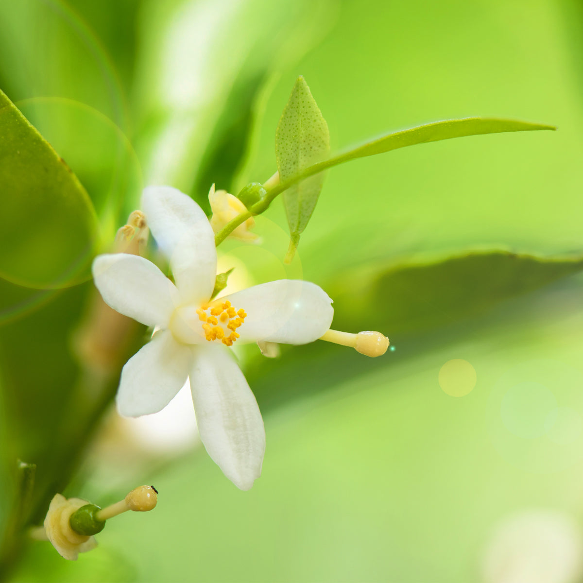 Load image into Gallery viewer, Neroli Plant 
