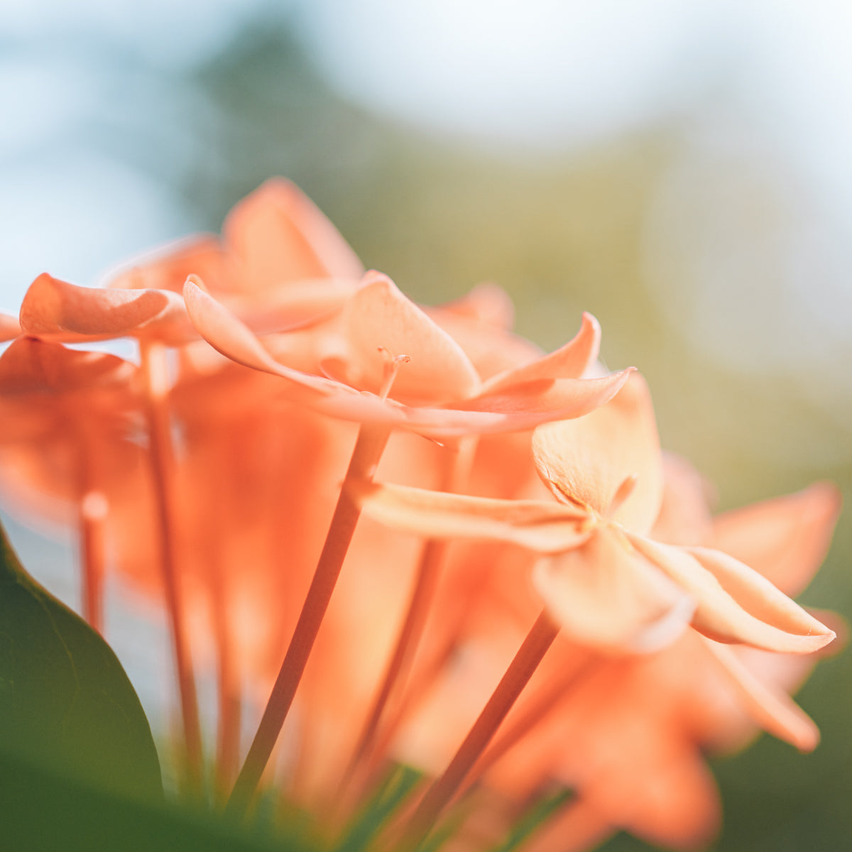 Geranium Pure Essential Oil