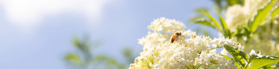 Jurlique Farm Photo of Plants and Bee