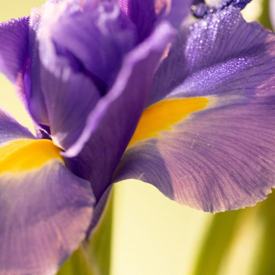 IRIS ROOT
