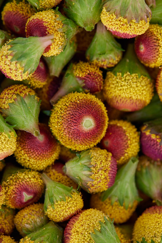 Spilanthes