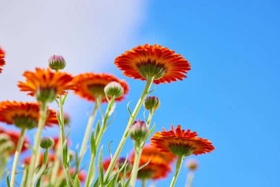 CALENDULA