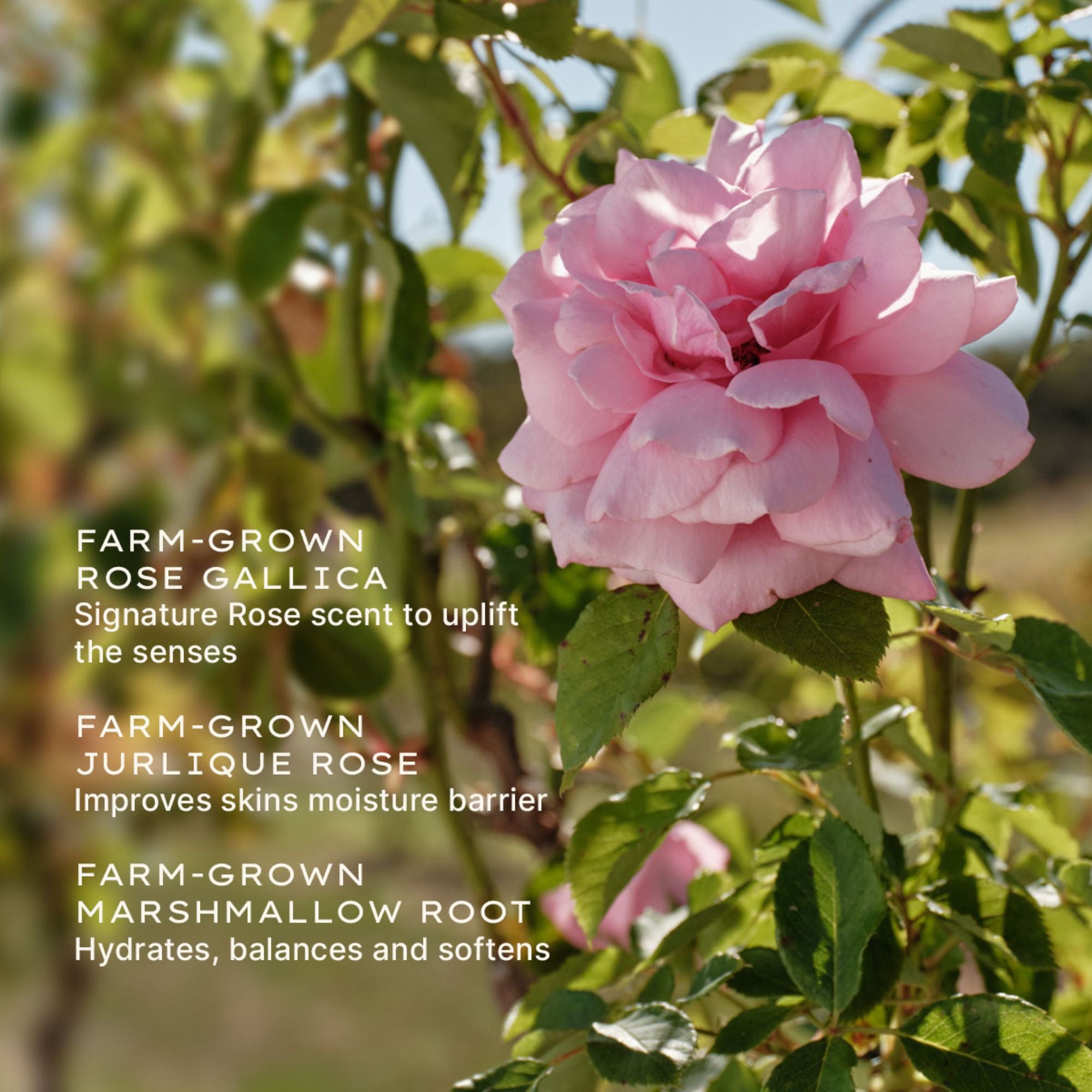 Rare Rose Lotion