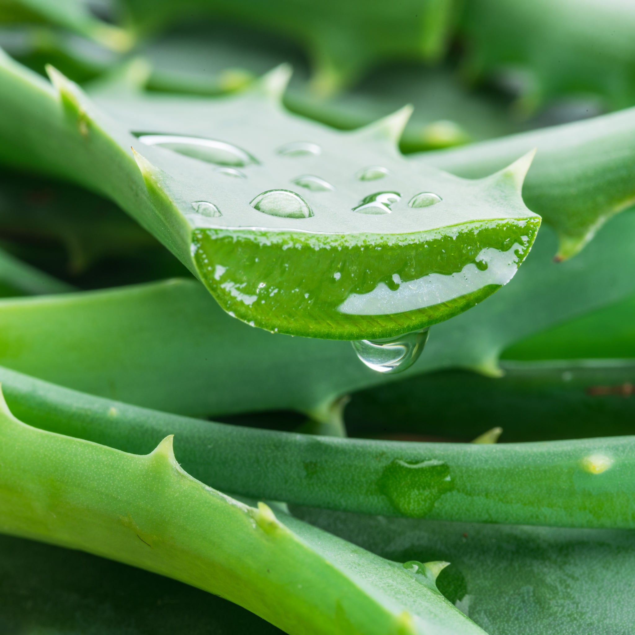 Aloe Vera Hand Cream 6