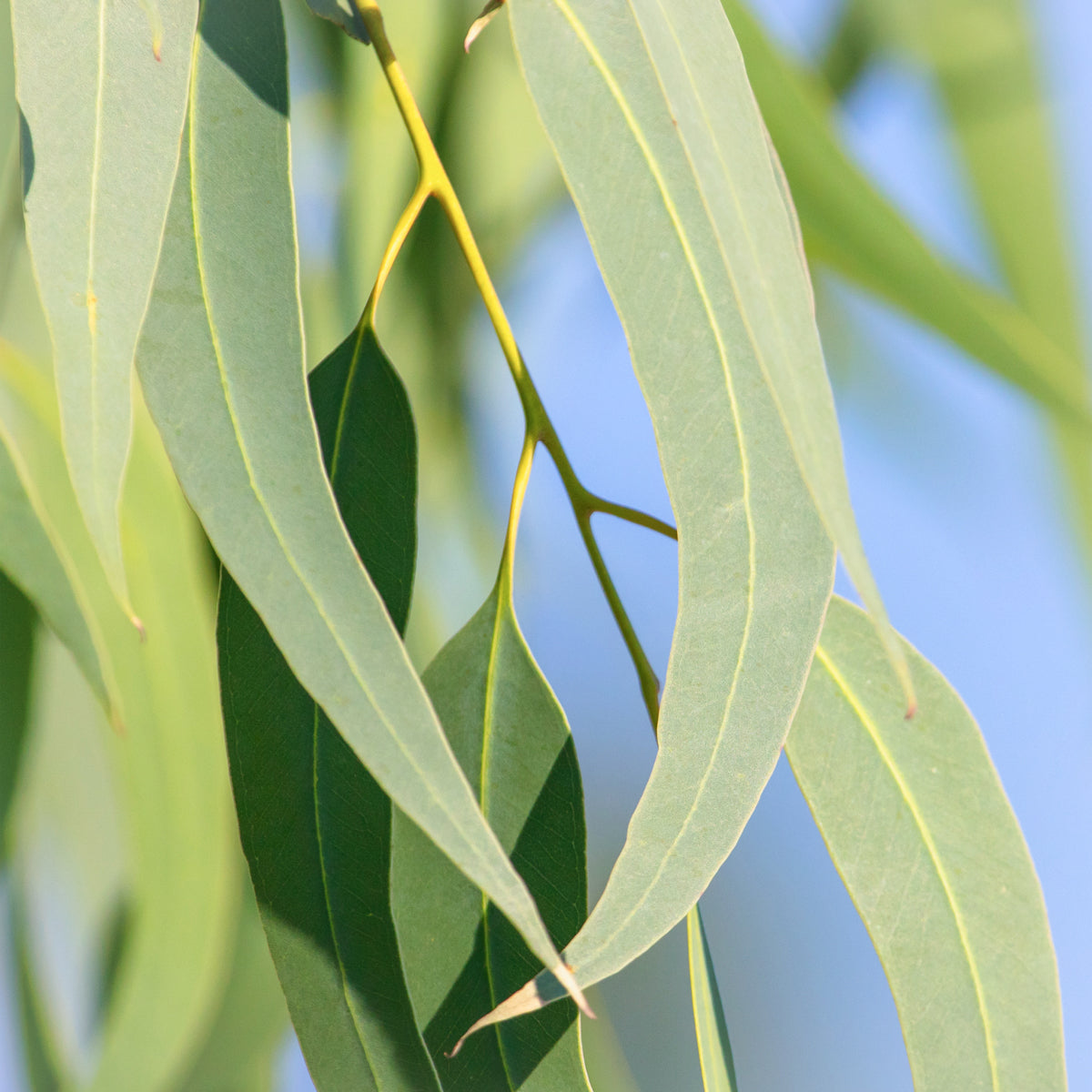 Eucalyptus Pure Essential Oil 4